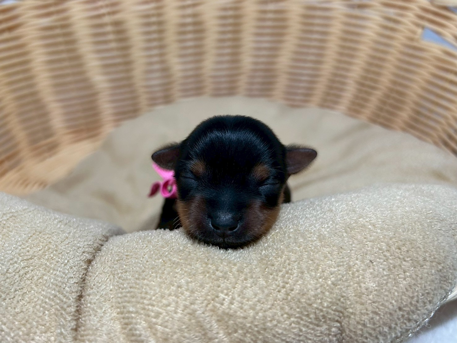 ヨークシャーテリア