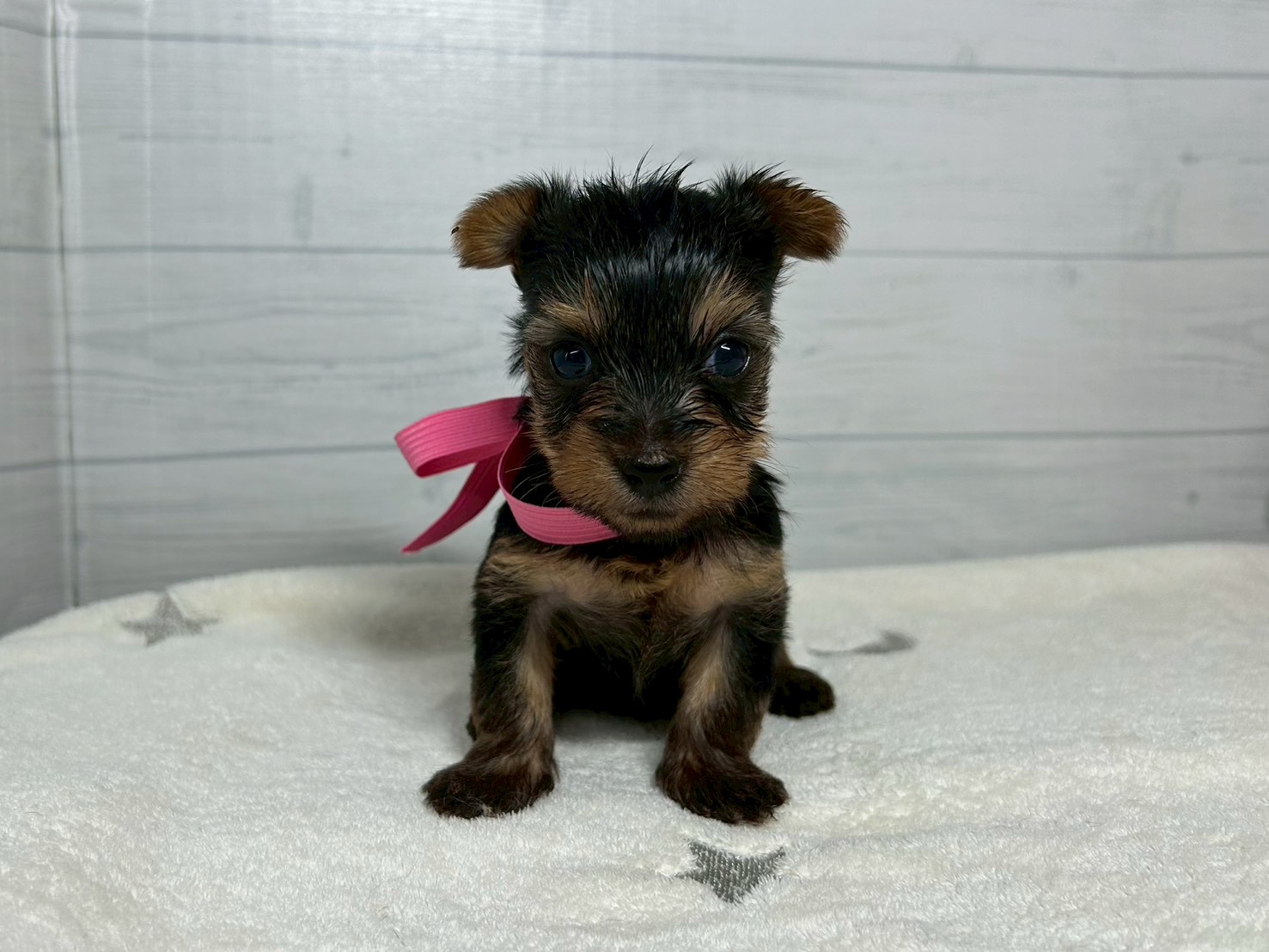 ヨークシャーテリア