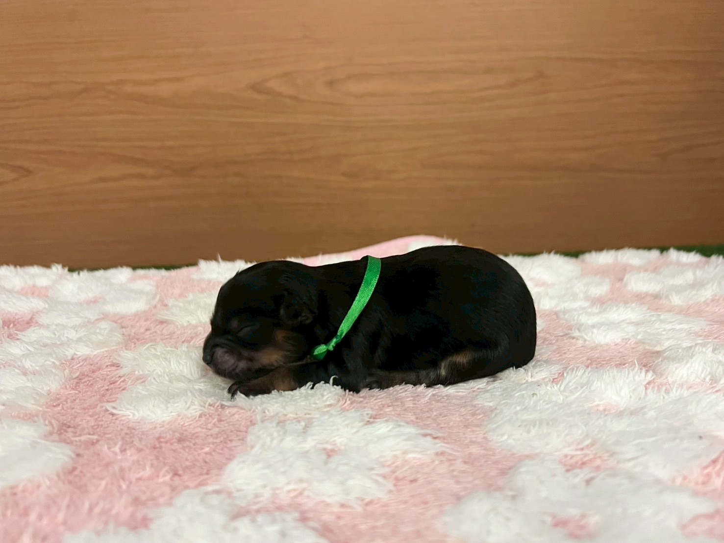 赤ちゃん写真1-2