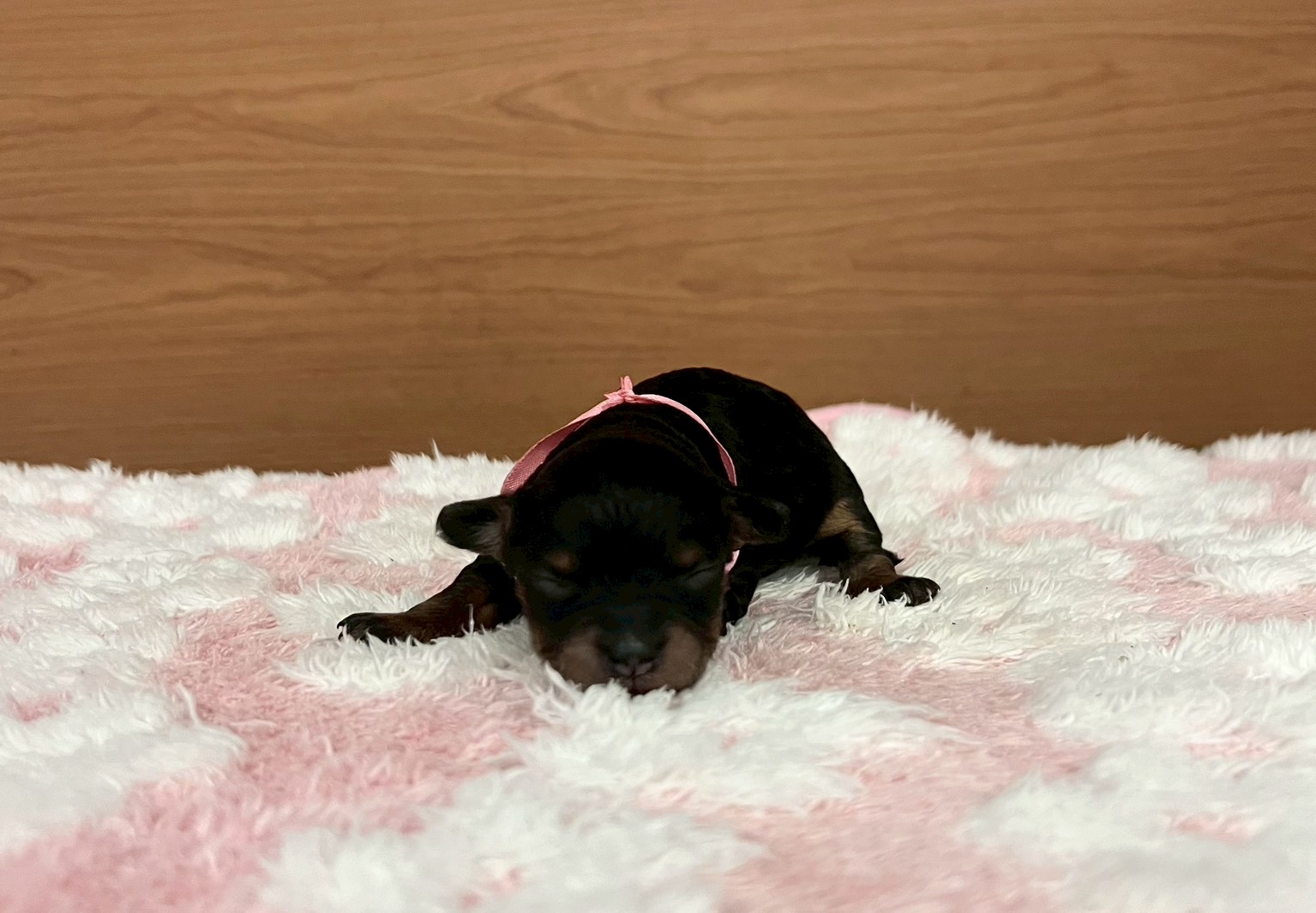 赤ちゃん写真1-1