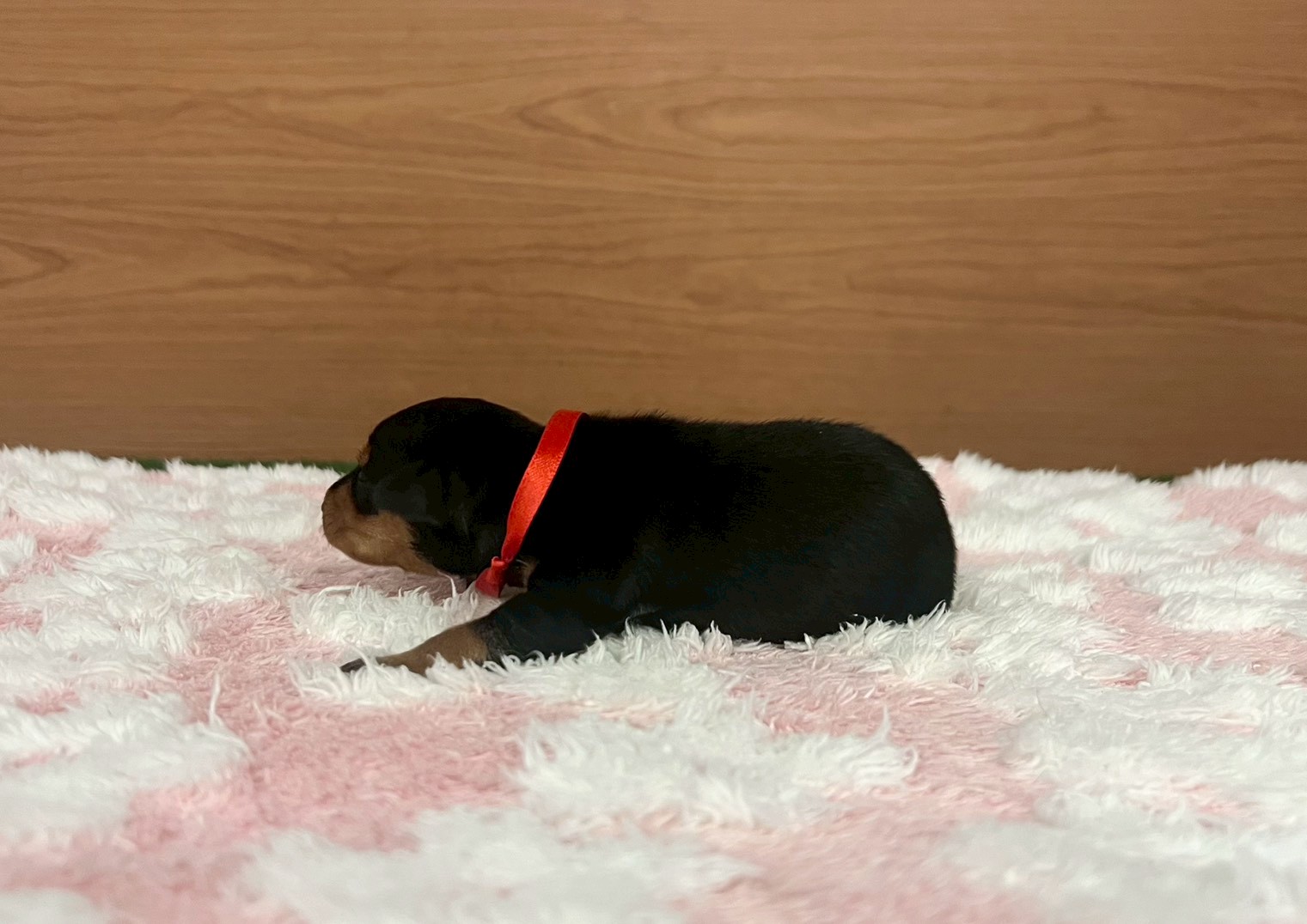 赤ちゃん写真1-2