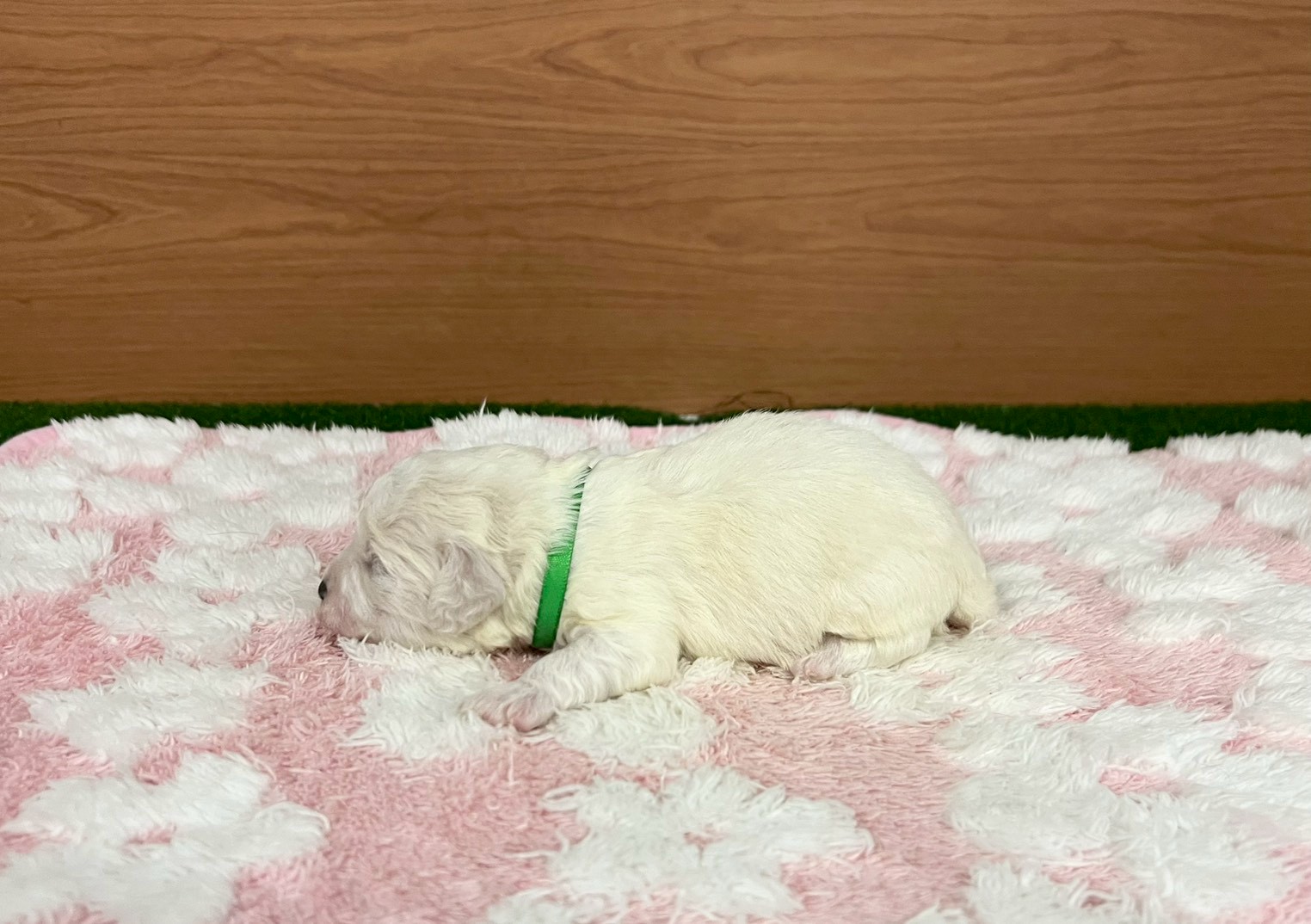 赤ちゃん写真1-2