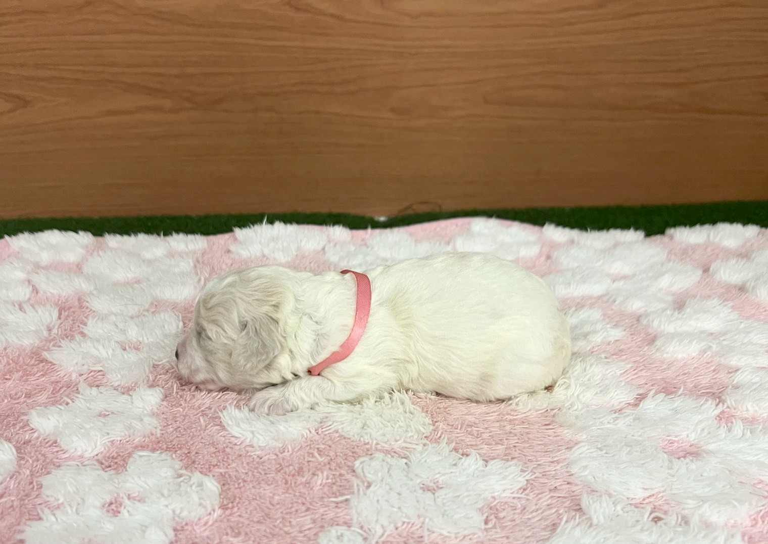 赤ちゃん写真1-2