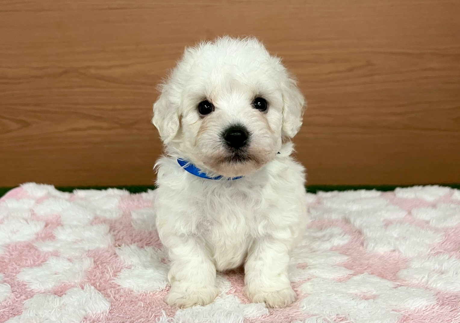 ビション・フリーゼ