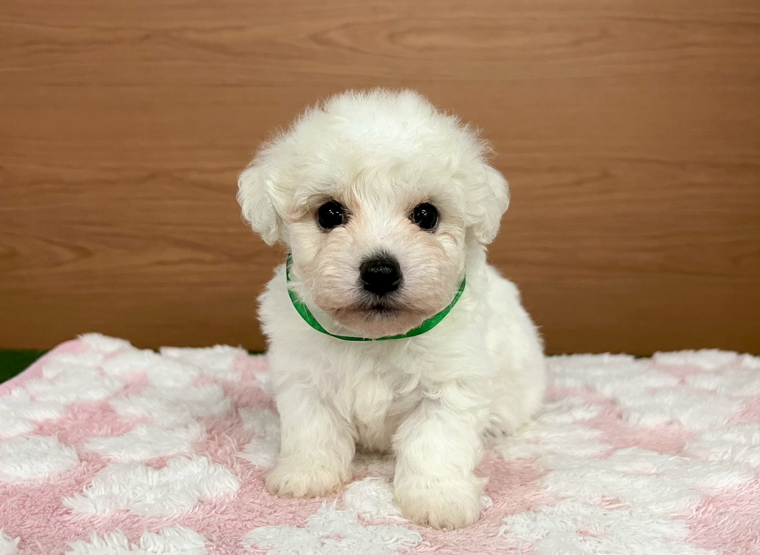 ビション・フリーゼ