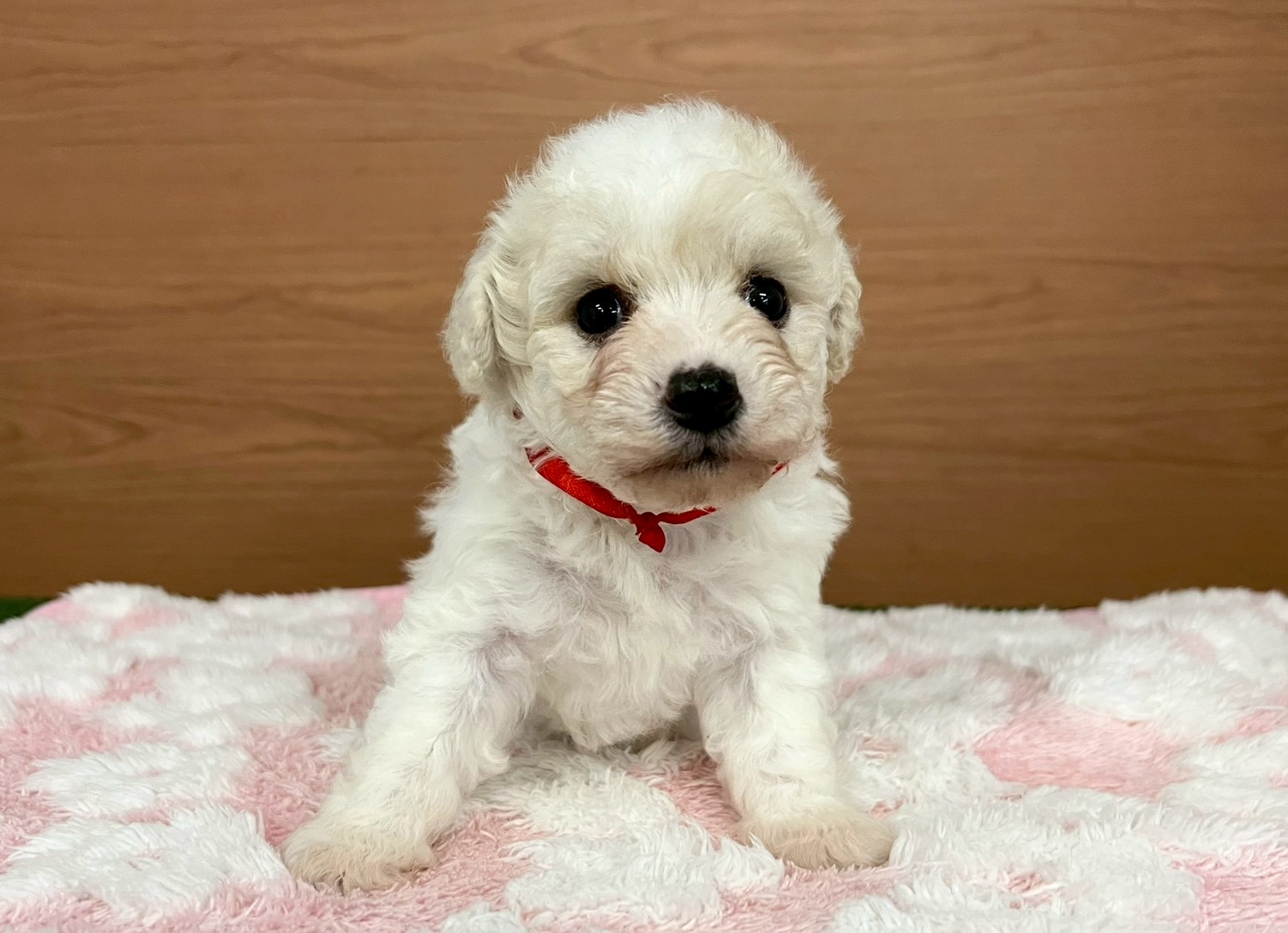 ビション・フリーゼ