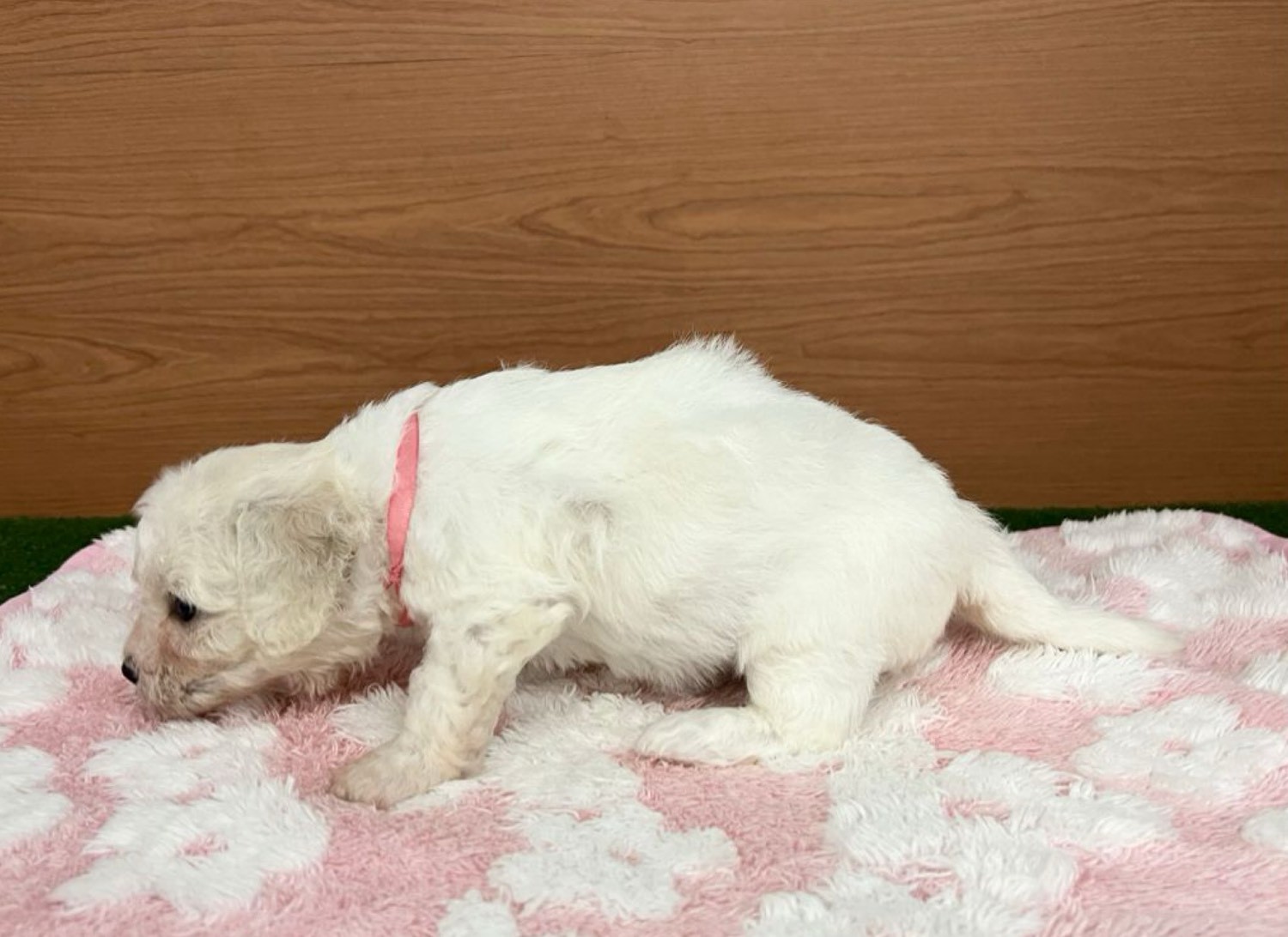 赤ちゃん写真2-2