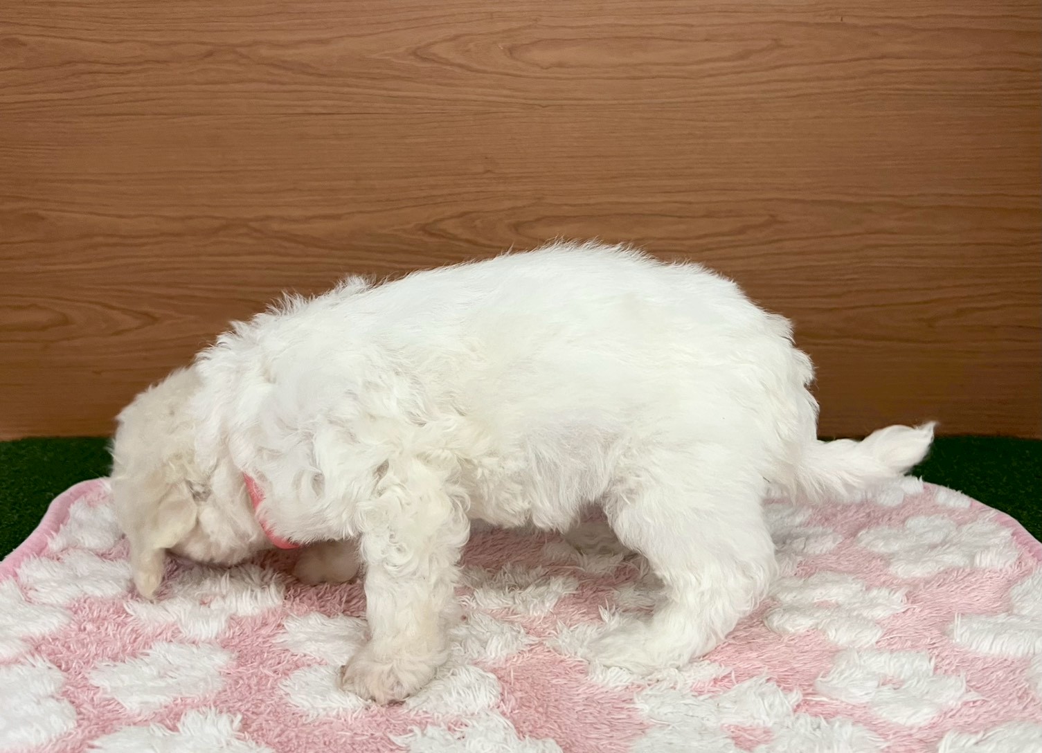 赤ちゃん写真3-2