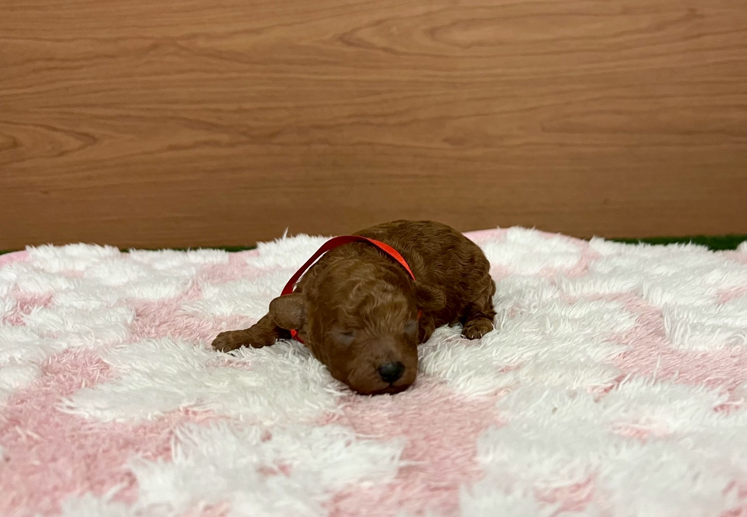 トイ・プードル