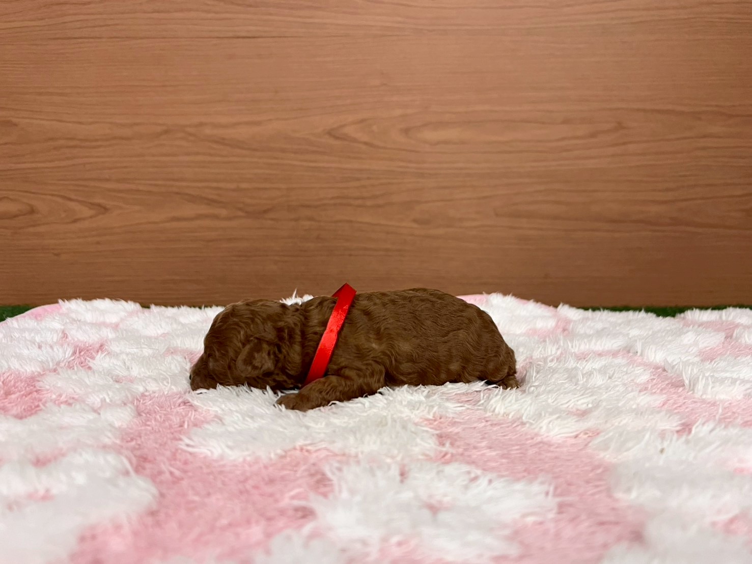 赤ちゃん写真1-2