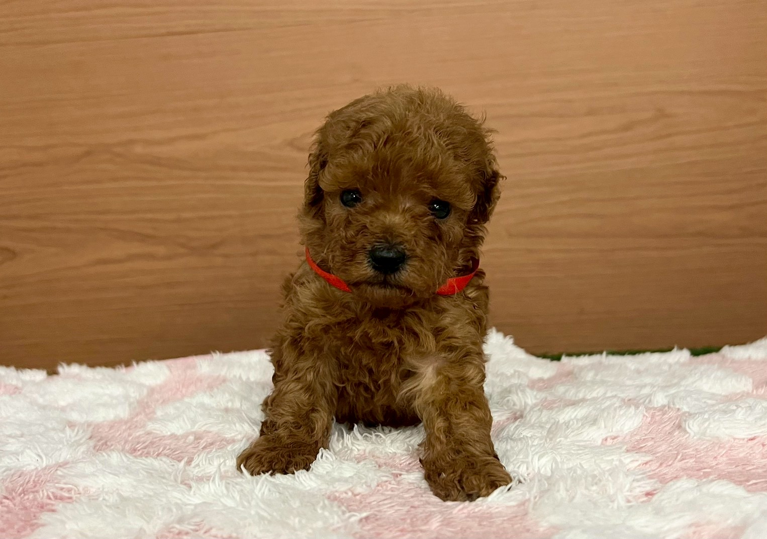 トイ・プードル