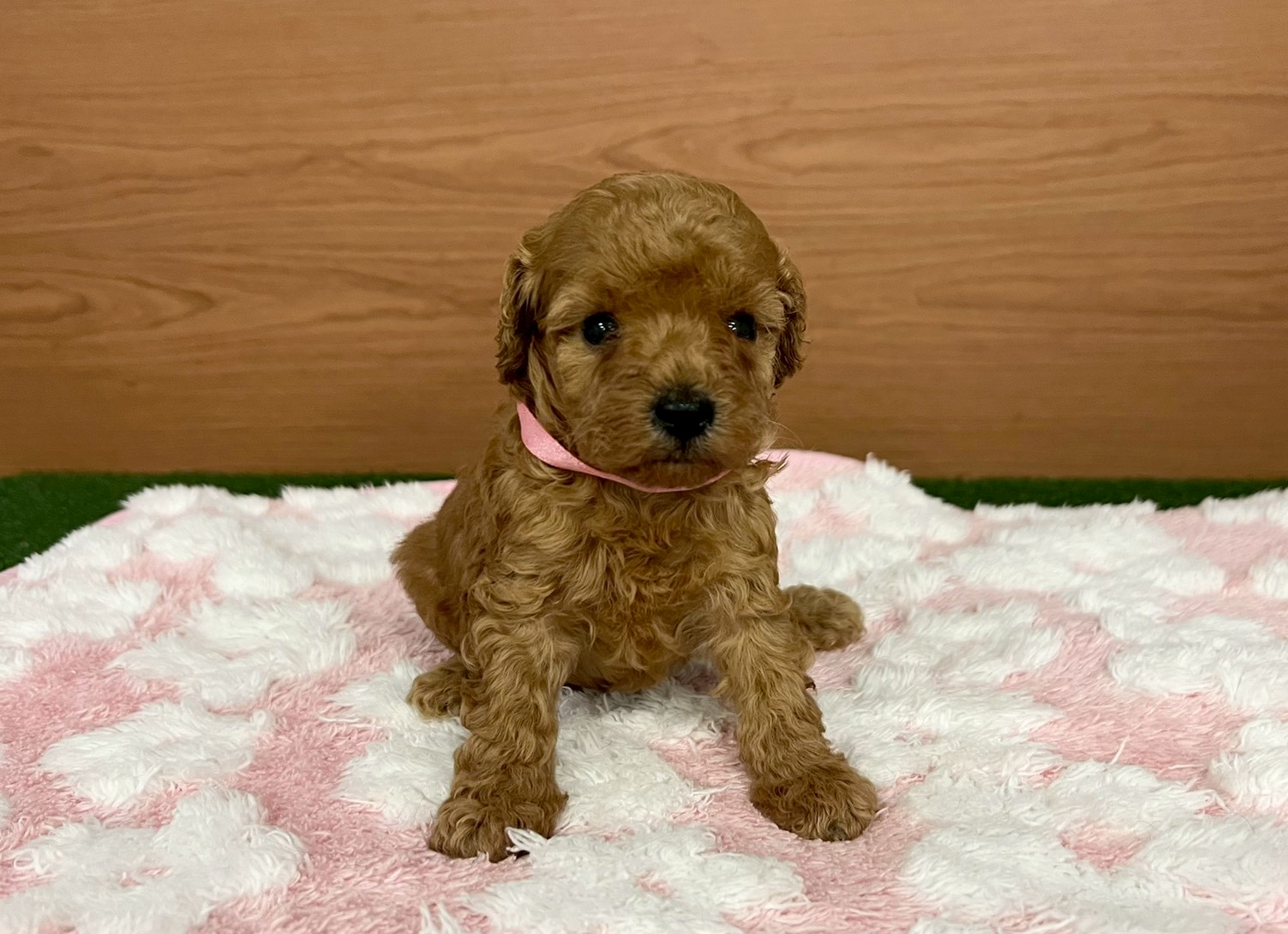 トイ・プードル