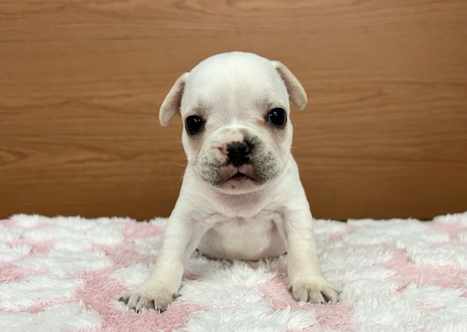 フレンチブルドッグ