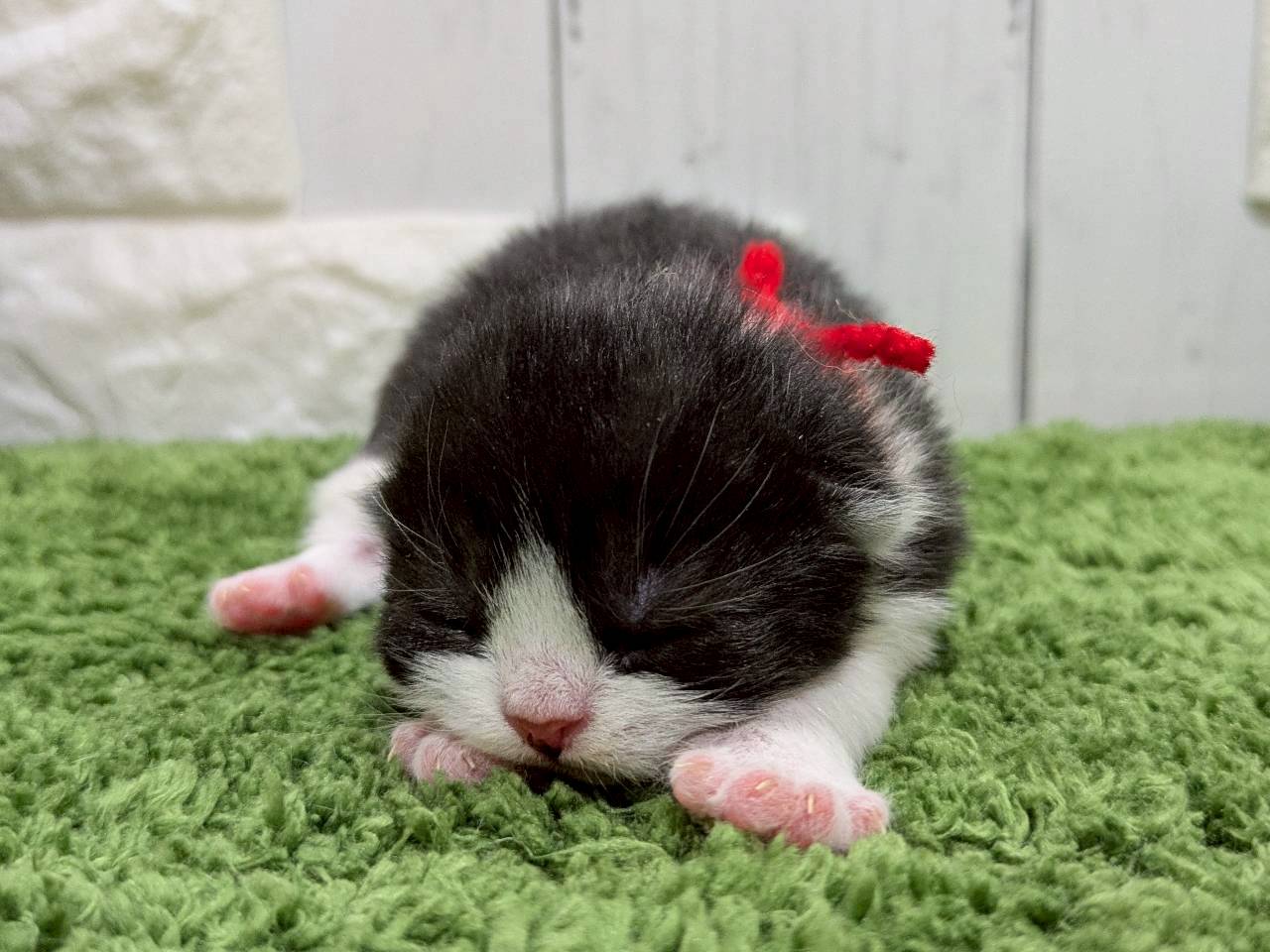 スコティッシュフォールド