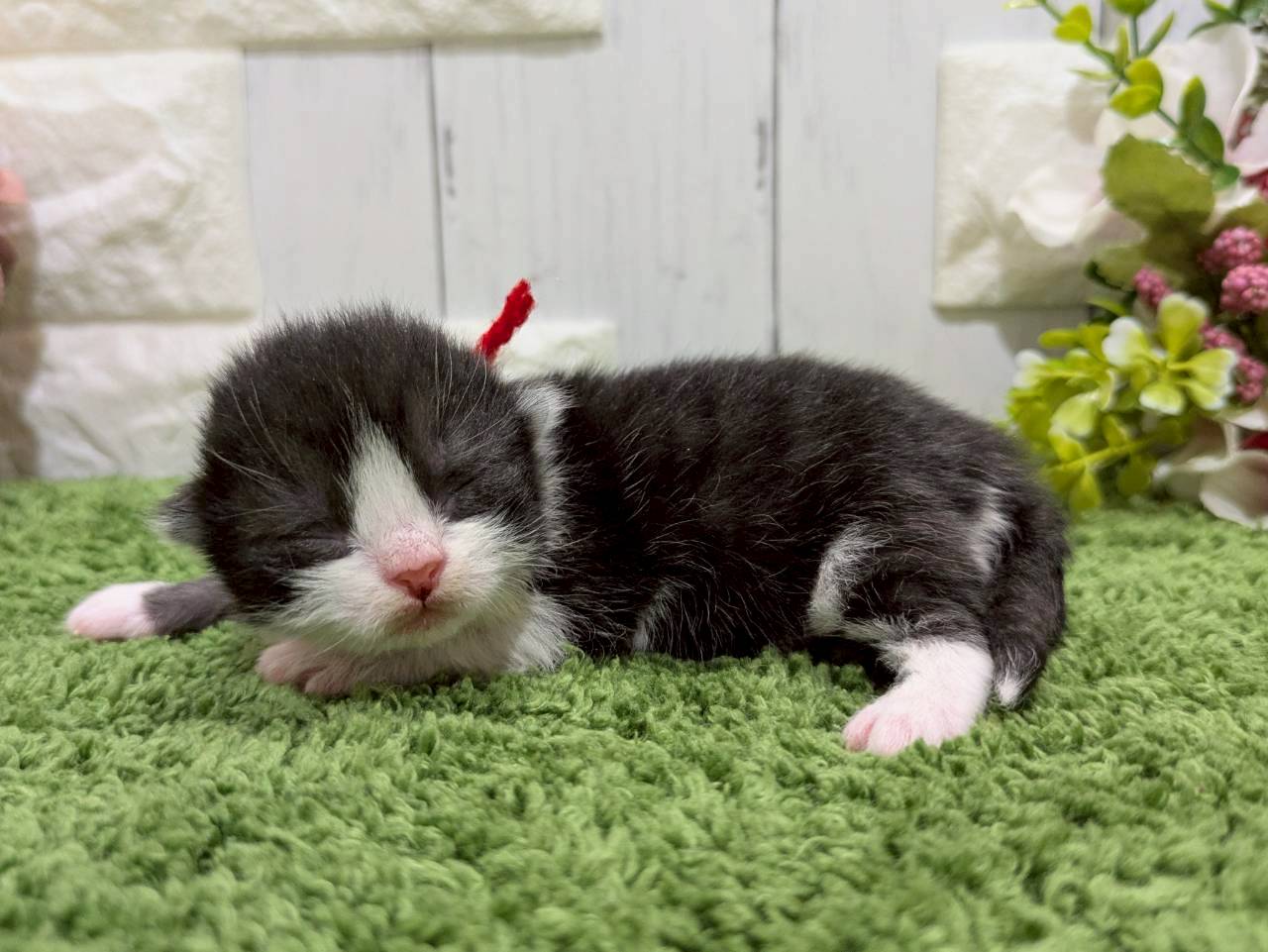 赤ちゃん写真1-2