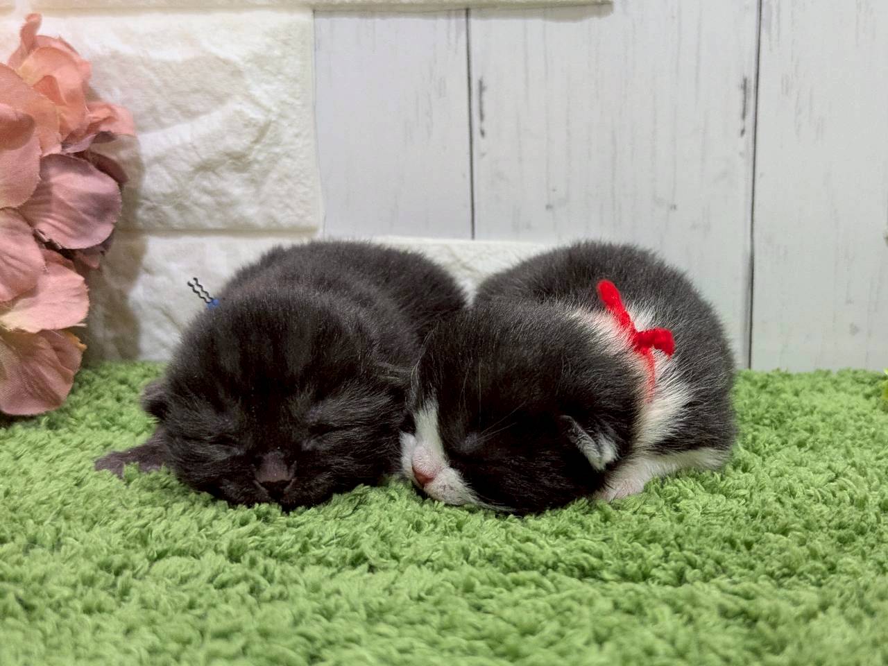 赤ちゃん写真1-3