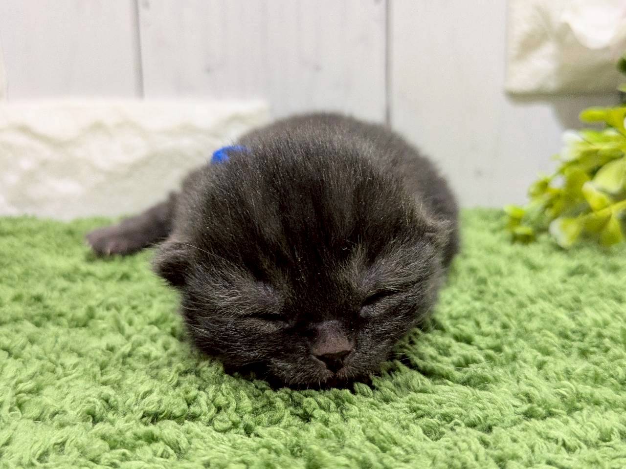 スコティッシュフォールド