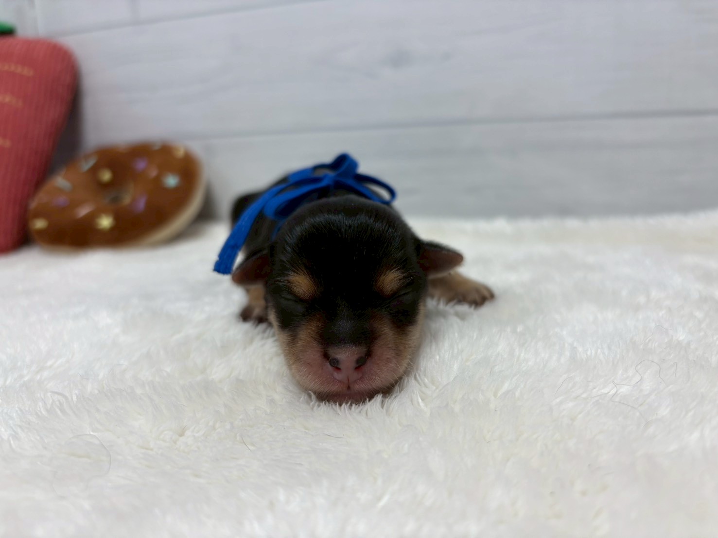 赤ちゃん写真1-1