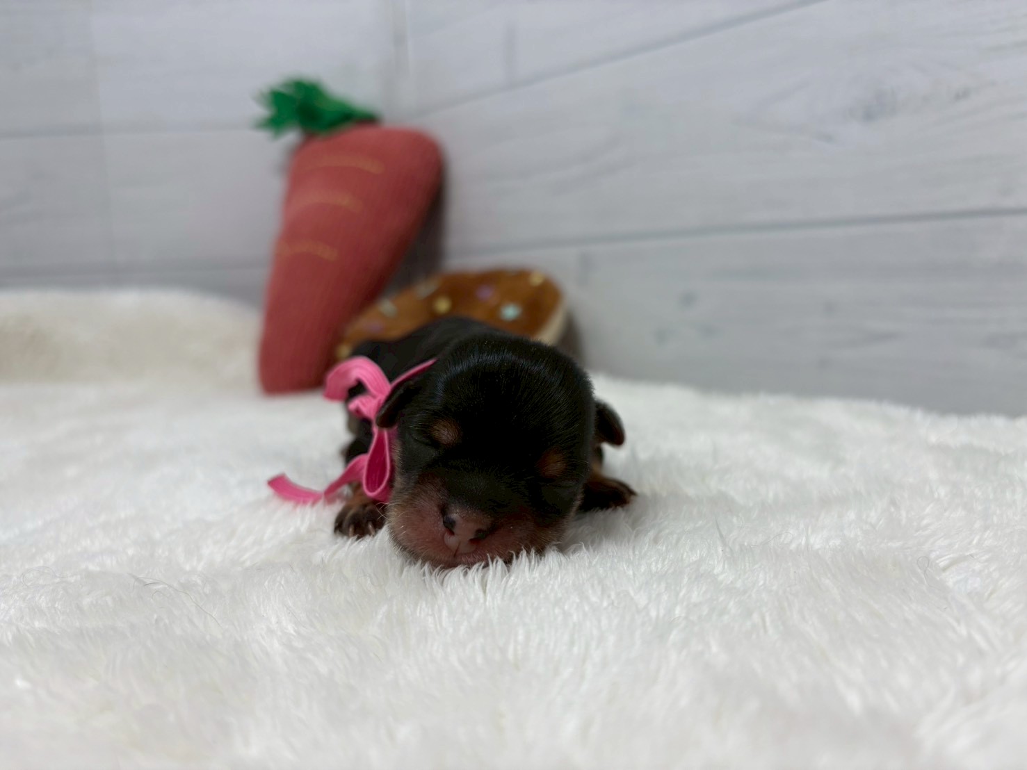 赤ちゃん写真1-1