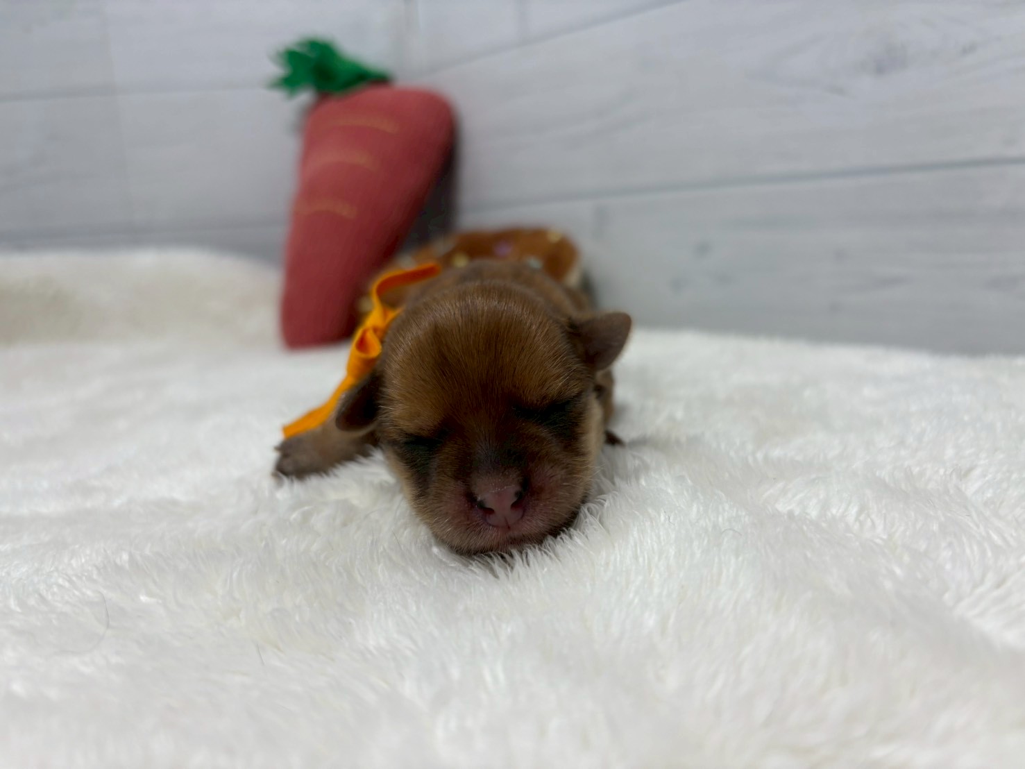 赤ちゃん写真1-1