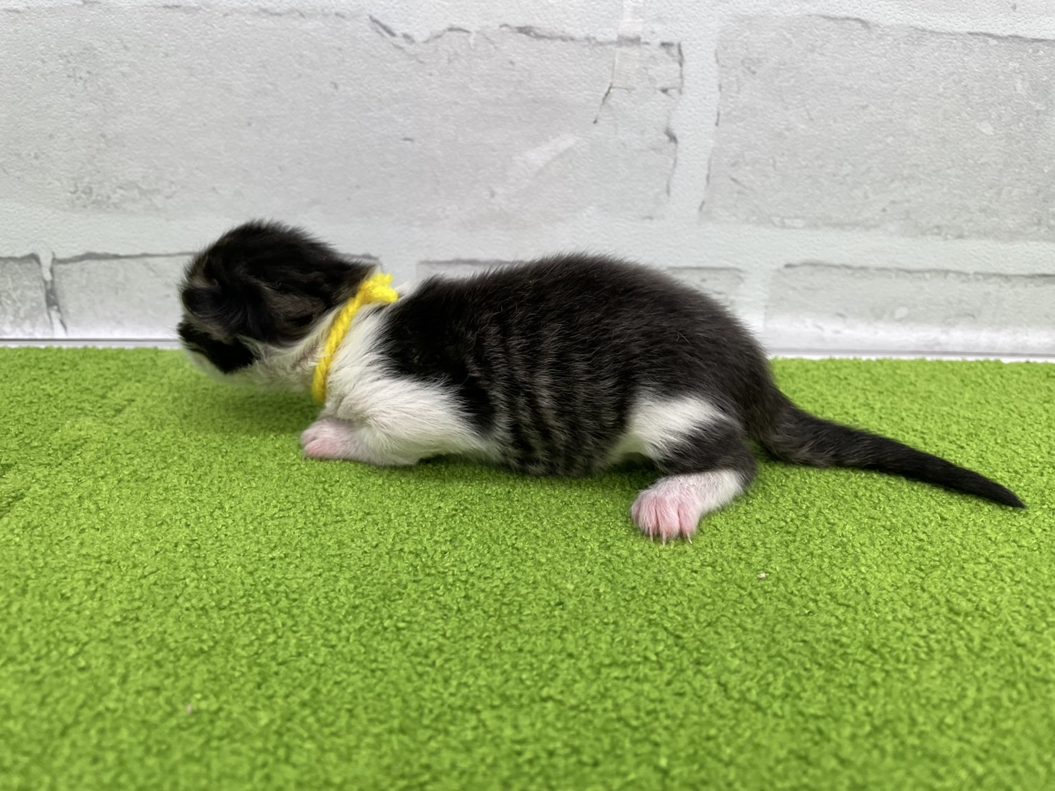 赤ちゃん写真1-2