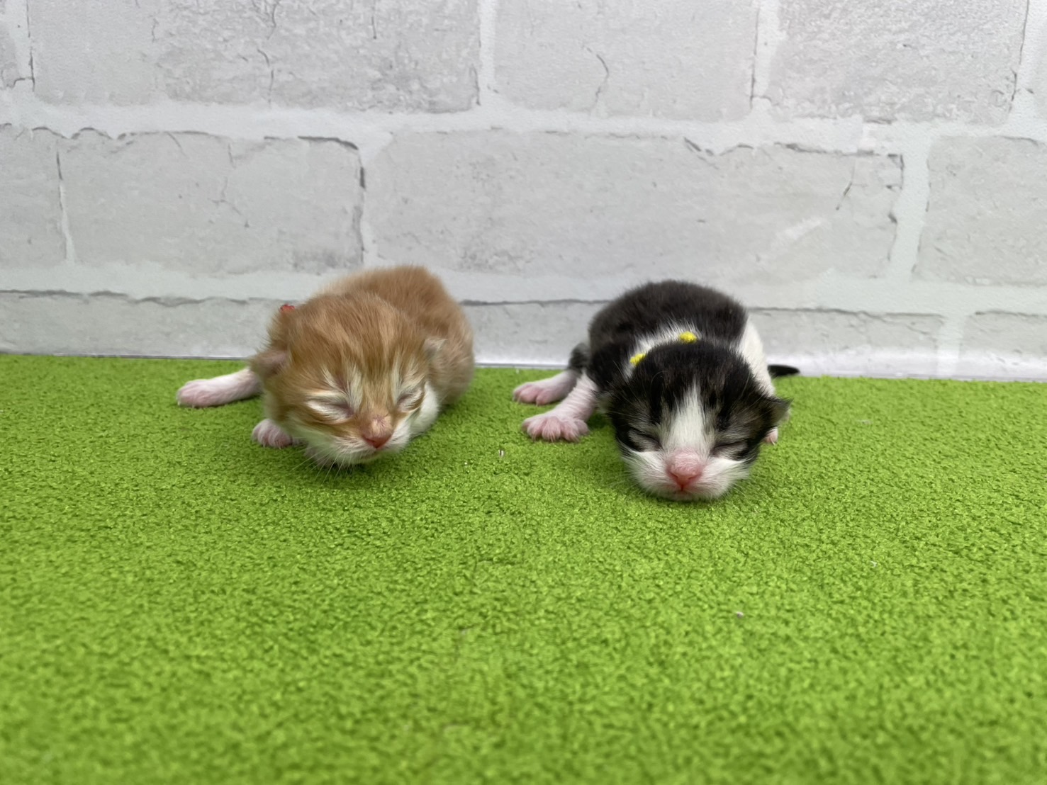 赤ちゃん写真1-3