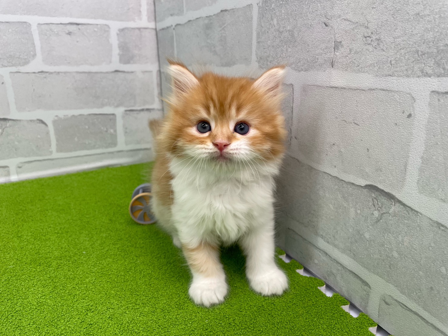 赤ちゃん写真1-1