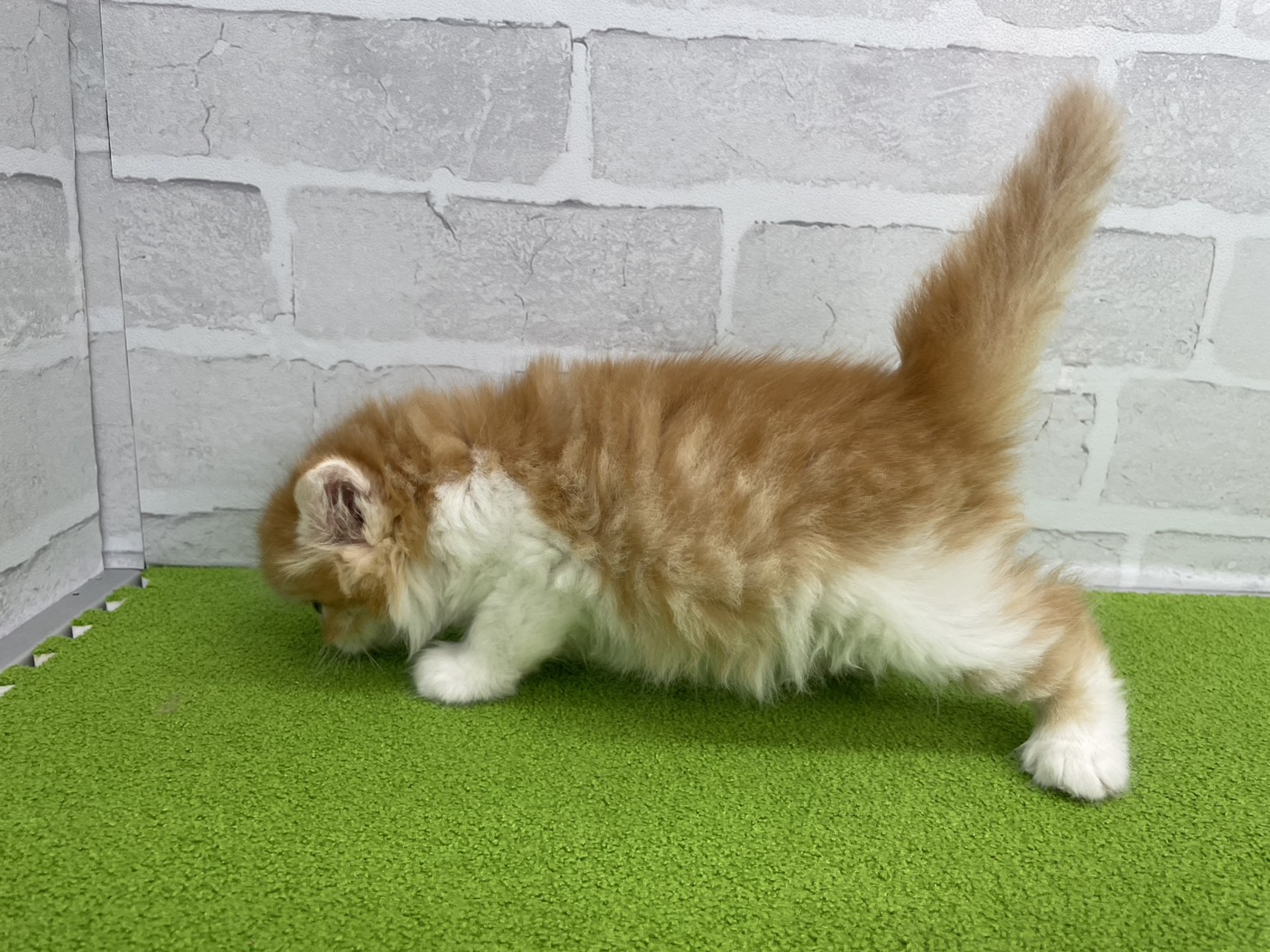 赤ちゃん写真1-2