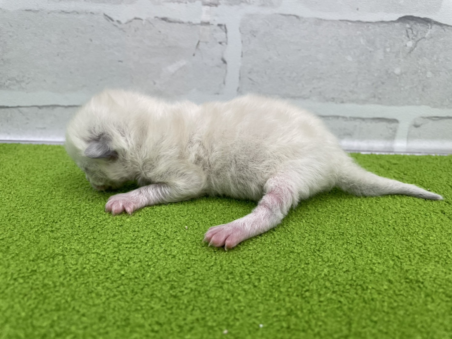 赤ちゃん写真1-2