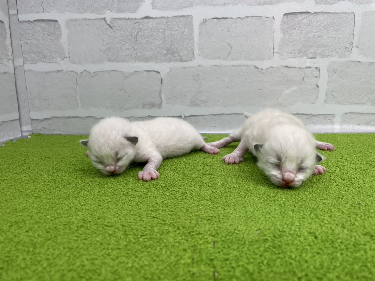 赤ちゃん写真1-3