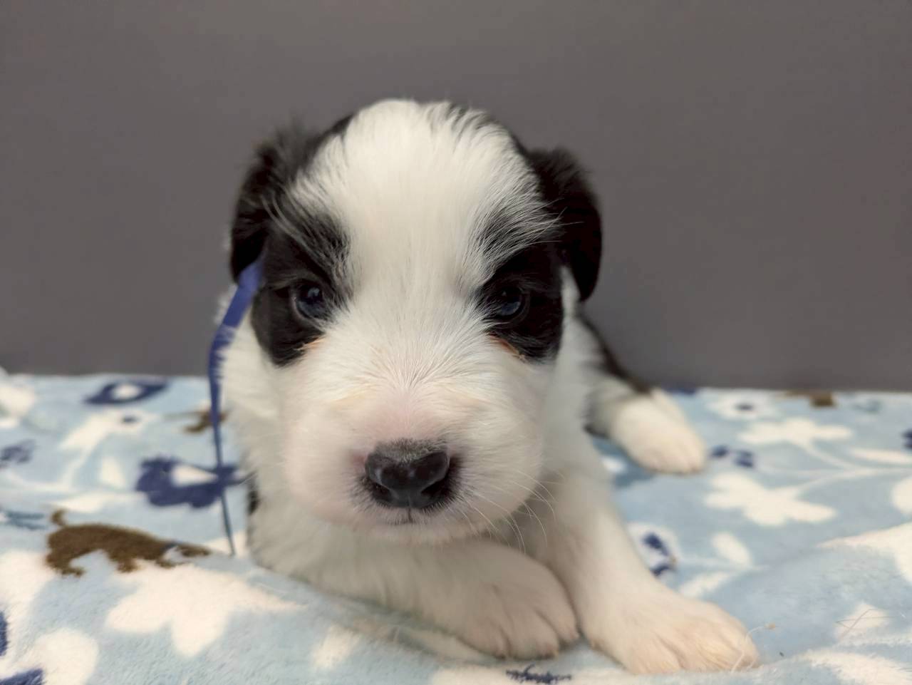 ボーダーコリー