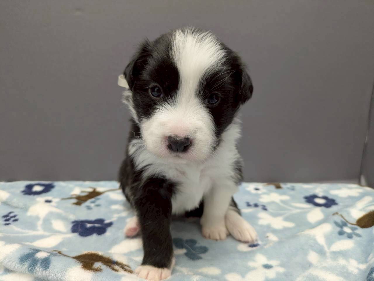 ボーダーコリー