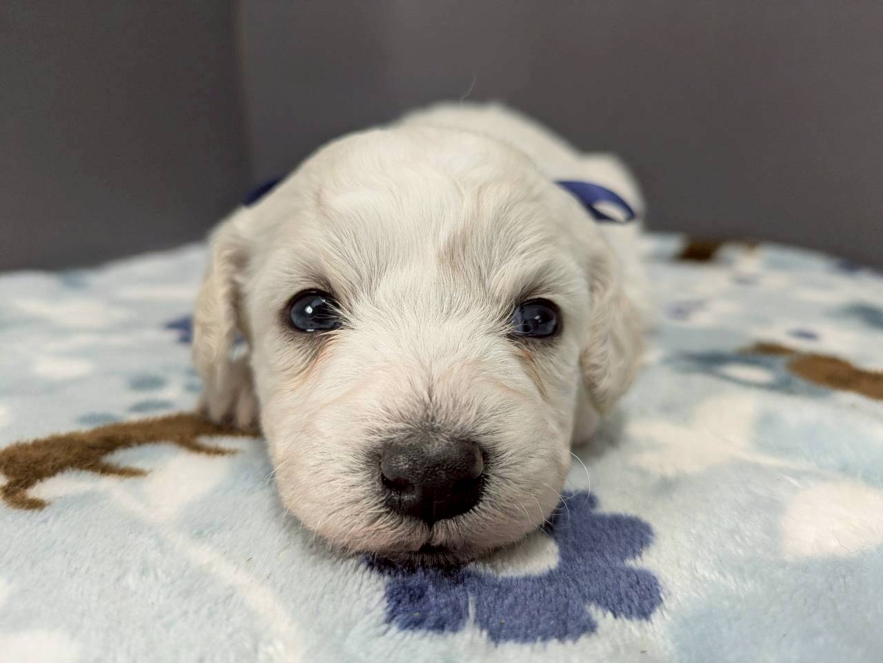 ビション・フリーゼ