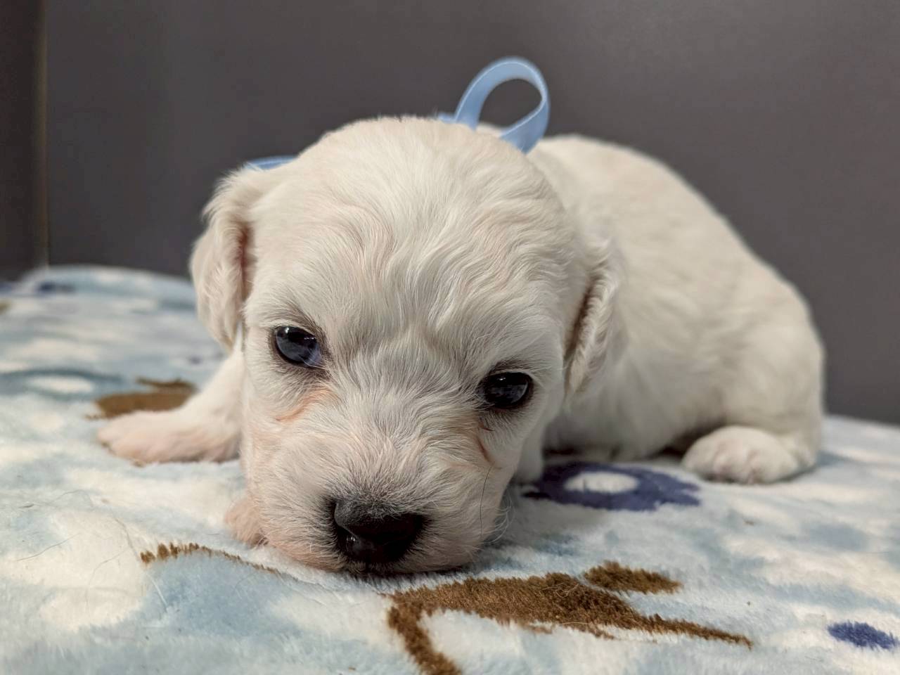 ビション・フリーゼ