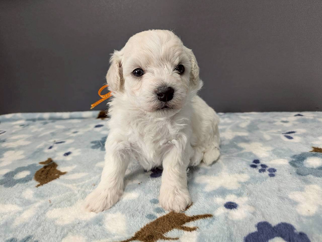 ビション・フリーゼ