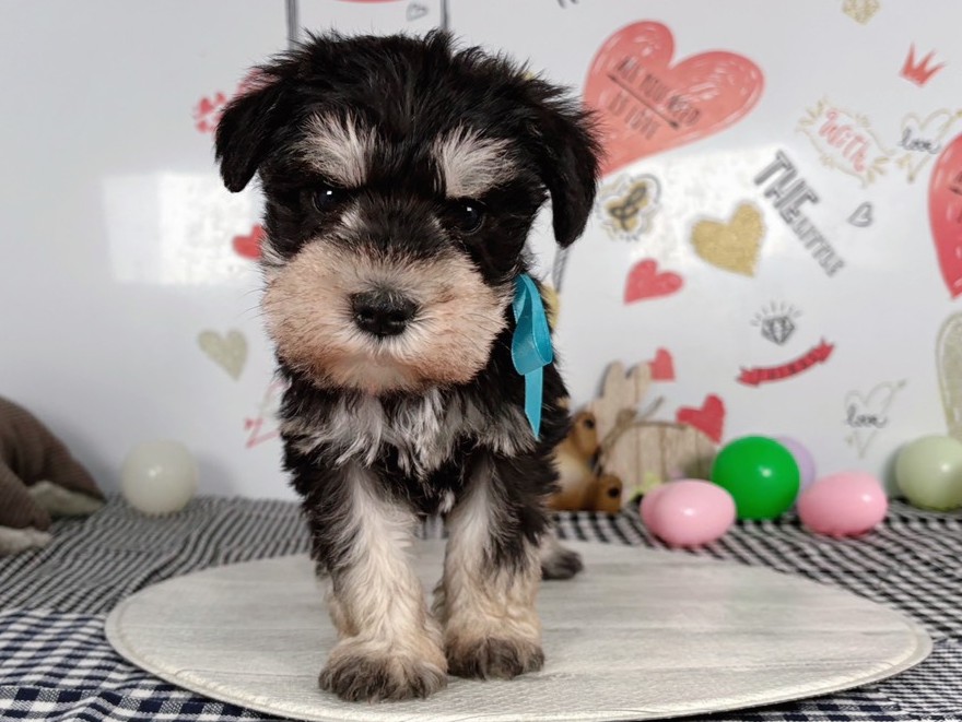 ミニチュア・シュナウザー