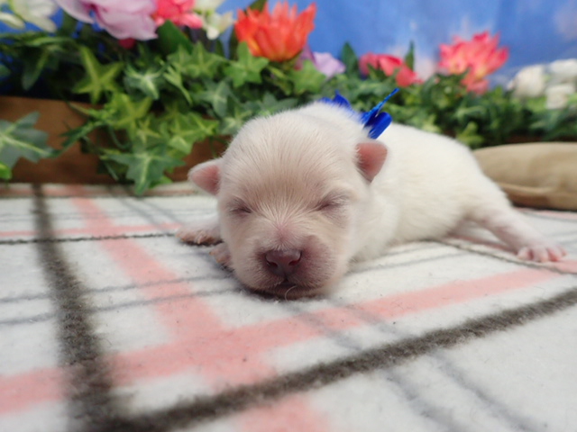 赤ちゃん写真1-1