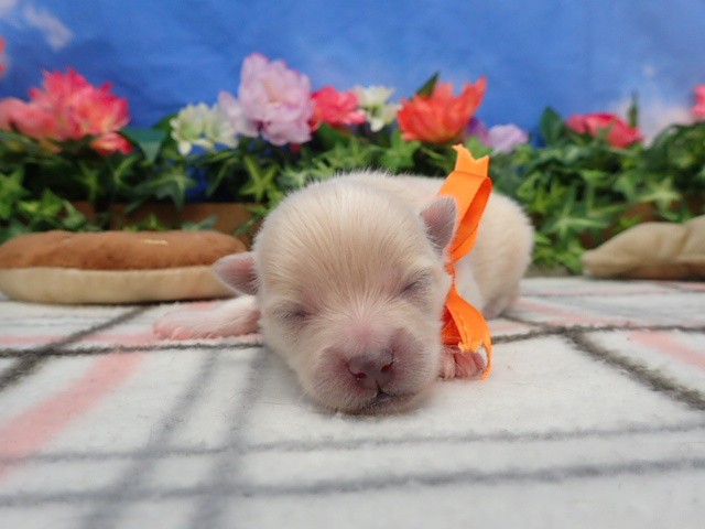 赤ちゃん写真1-1