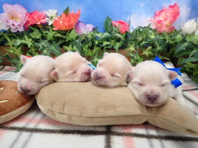 赤ちゃん写真1-3