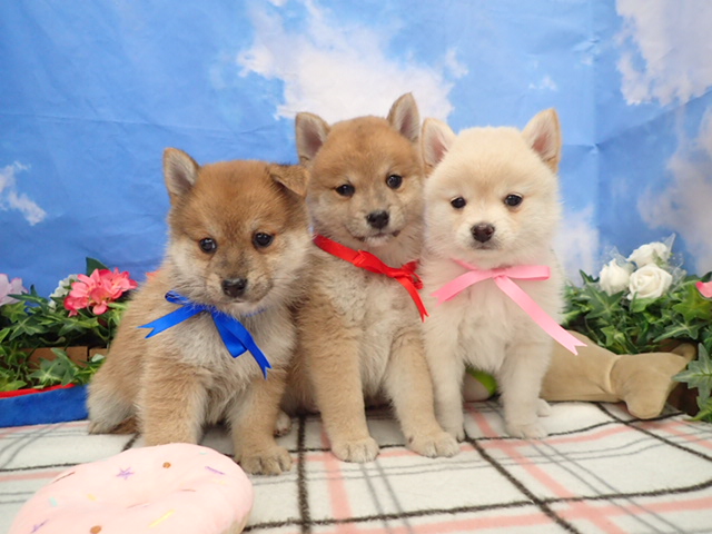 赤ちゃん写真3-3