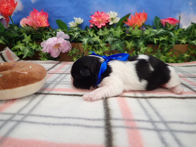 赤ちゃん写真1-2