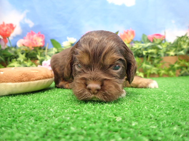 アメリカン・コッカースパニエル