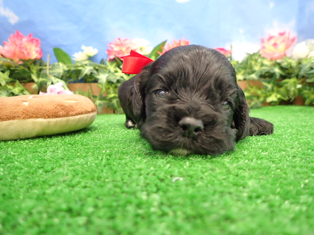 アメリカン・コッカースパニエル