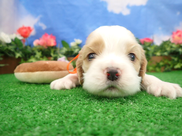 アメリカン・コッカースパニエル