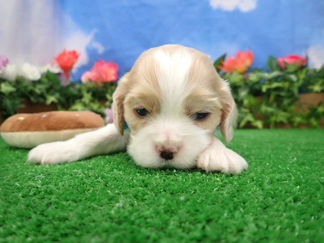 アメリカン・コッカースパニエル