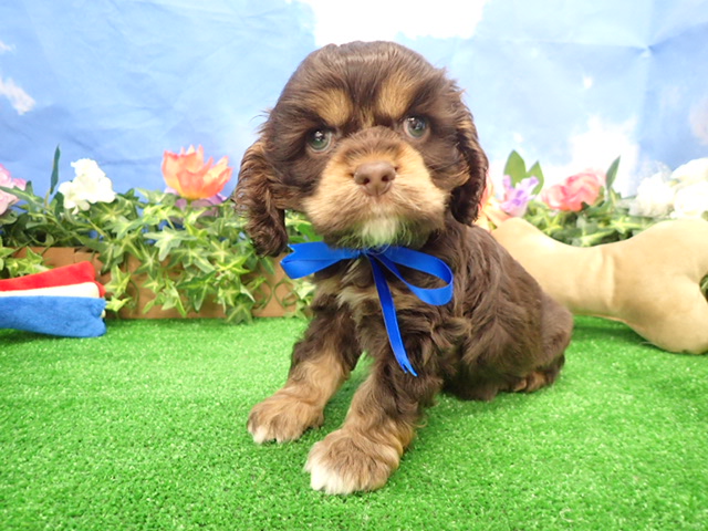 アメリカン・コッカースパニエル