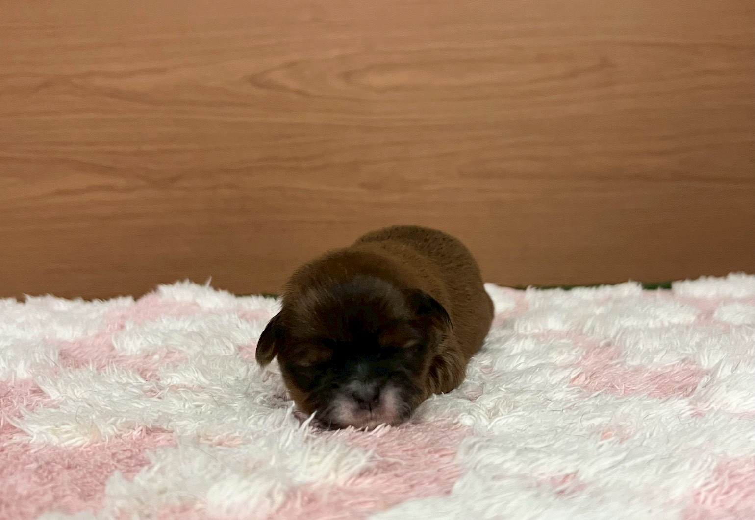 赤ちゃん写真1-1