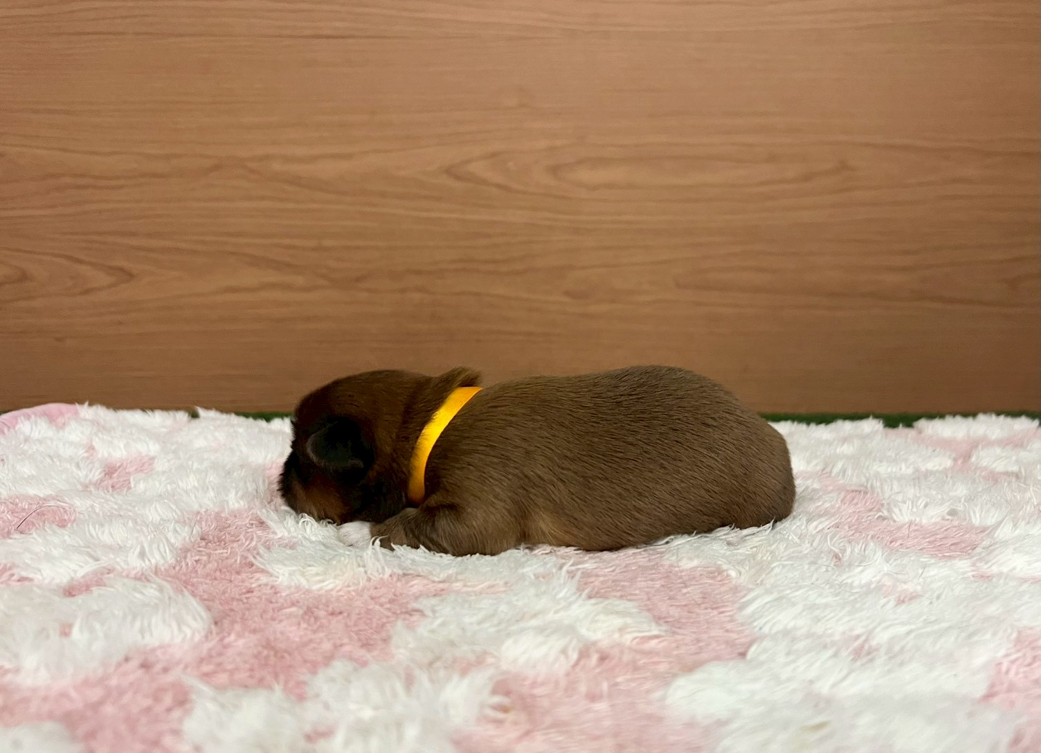 赤ちゃん写真1-2