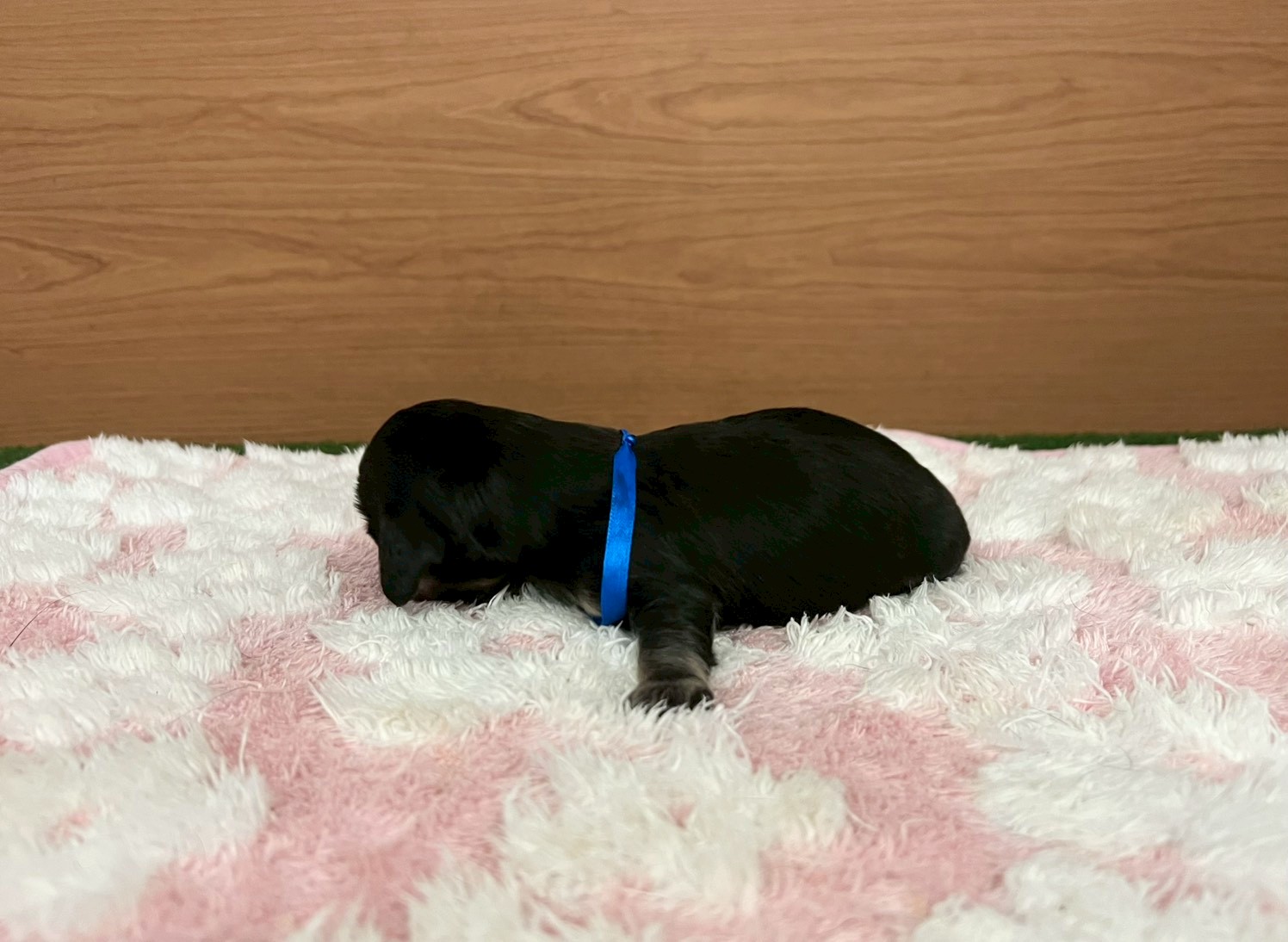 赤ちゃん写真1-2