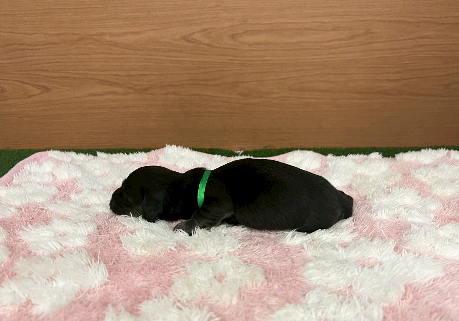 赤ちゃん写真1-2